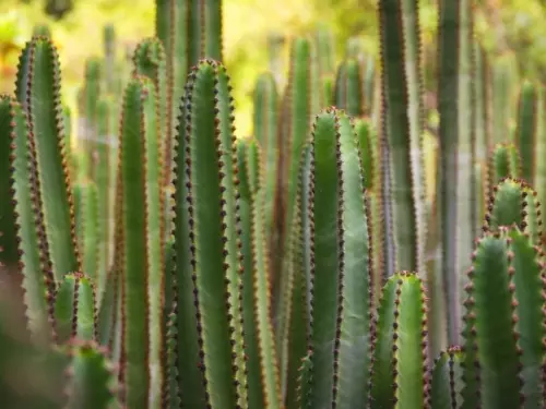 Säulenkaktus Foto: AdobeStock_Josu_Ozkaritz