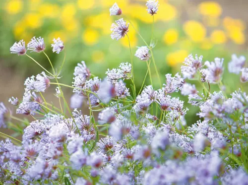 Blauer Waldmeister für die Bienenweide säen