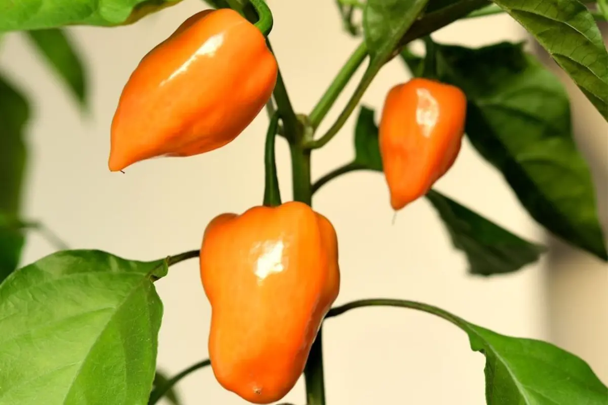 Chili-Rezept [Foto: AdobeStock_Ivostaňa]