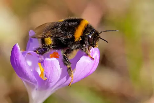 Hummel auf einer Blüte - Bienenweide saaen