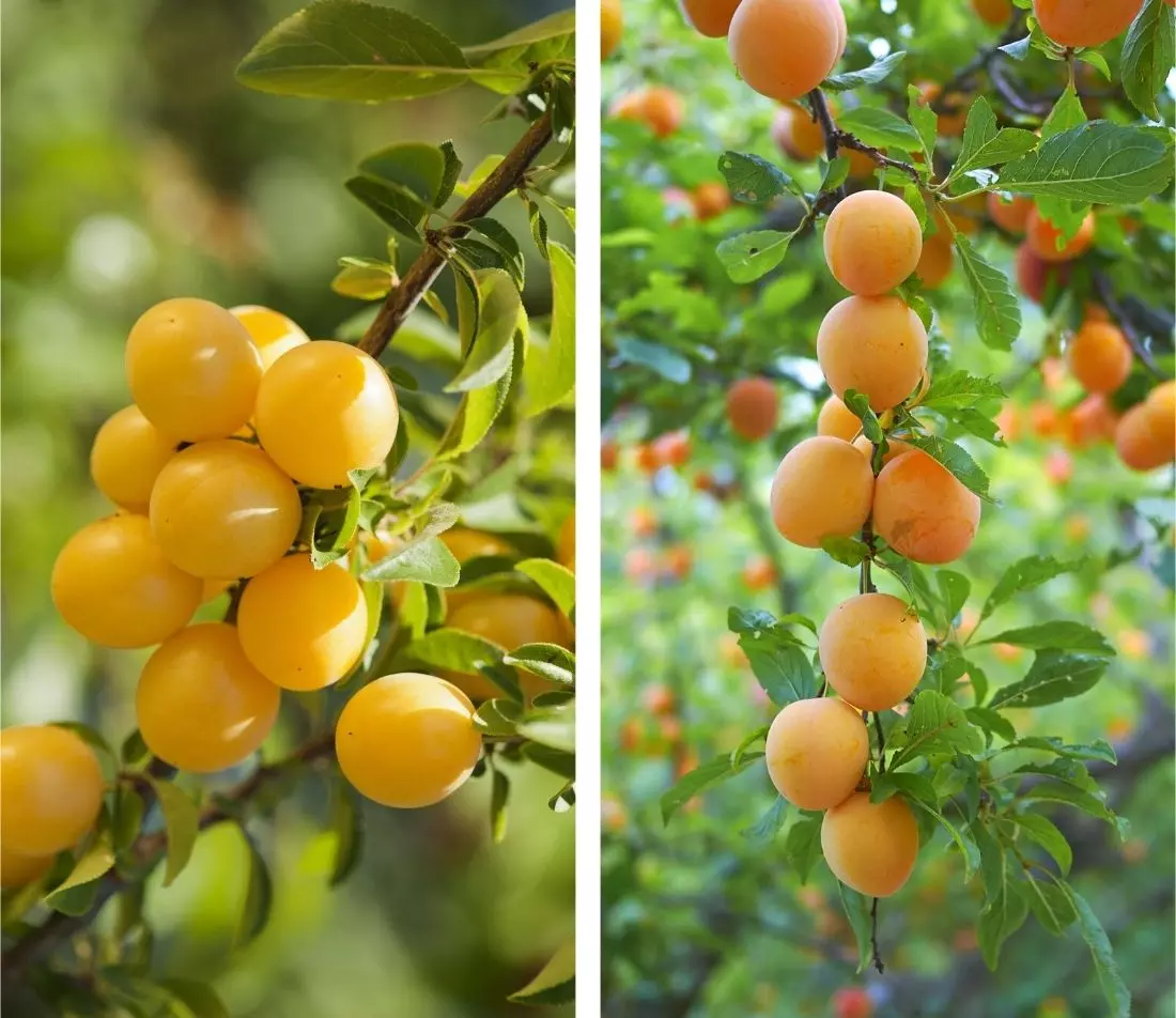Pflaumenbaum Foto: AdobeStock_Pictures news + Simona