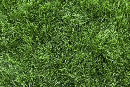 Rasen säen Foto: AdobeStock_Mariusz Blach