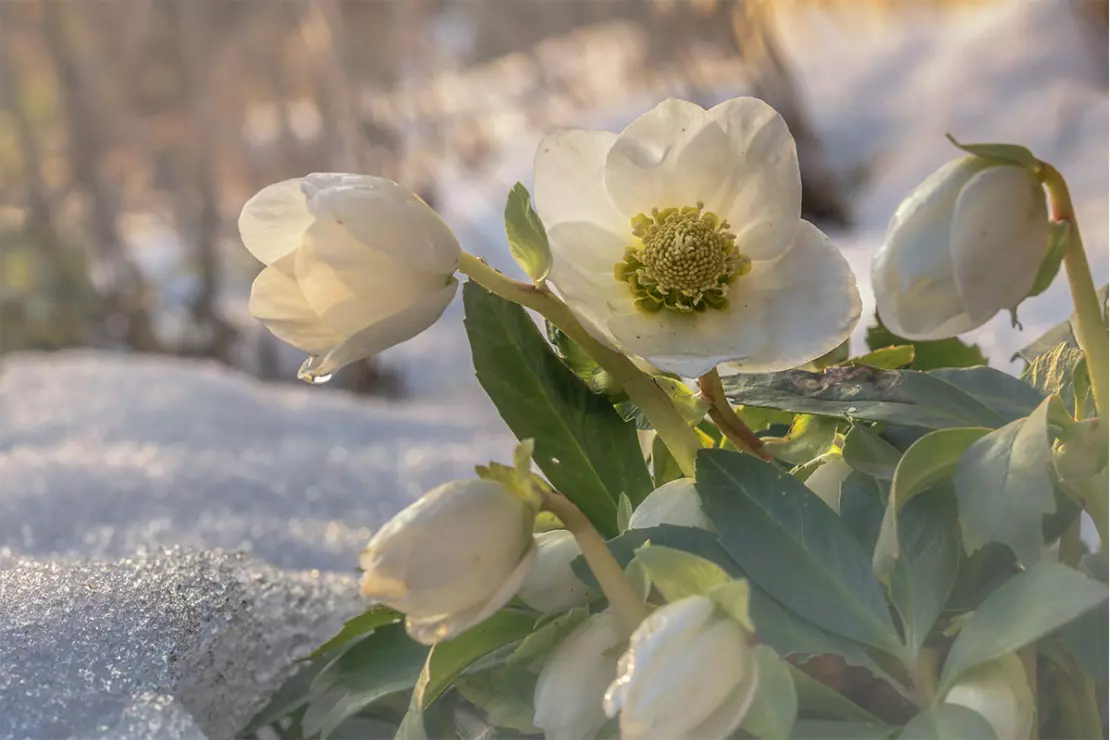 Christrose Foto: AdobeStock_andre