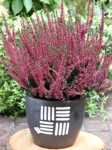 Calluna vulgaris 'Athene'