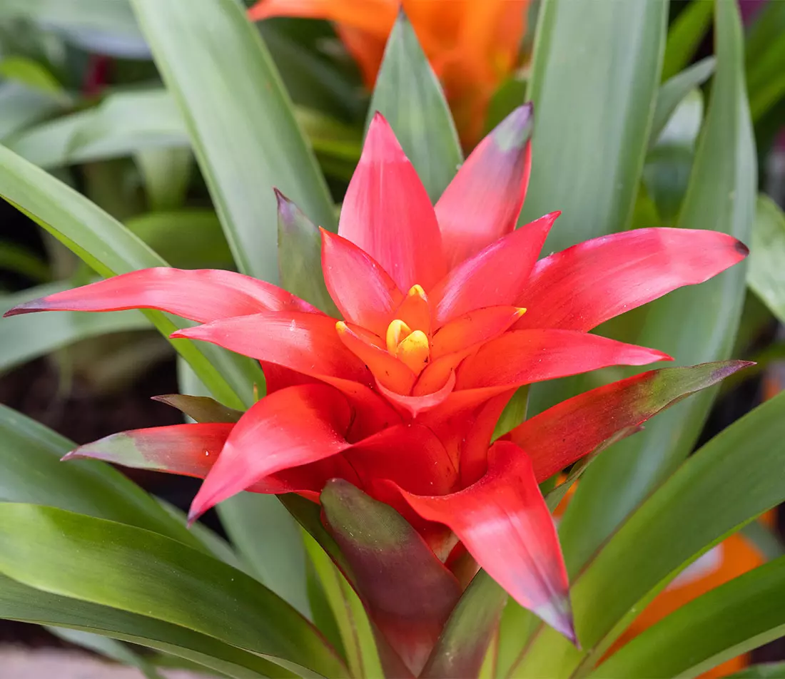 Guzmania Foto: AdobeStock_vadiml