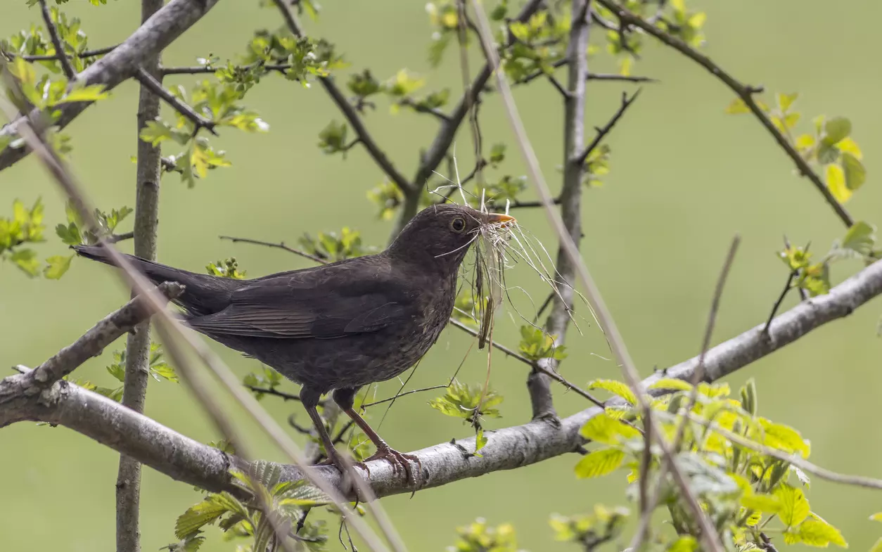 Amsel in einer Weißdornhecke