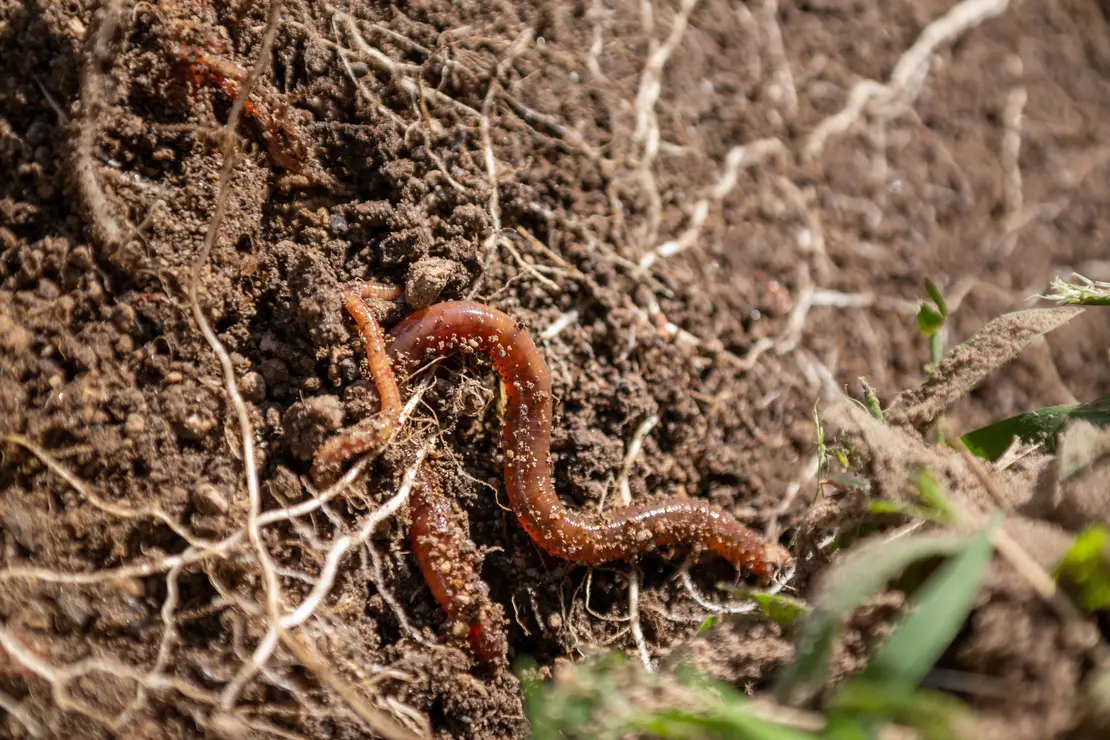 Nahaufnahme eines Regenwurms auf der Erde. Foto: Adobestock_Apfelbaum pflanzen. Foto: AdobeStock_Narayan 