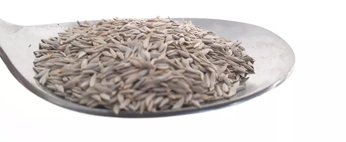 Löffel mit samenfestem Eichblattsalat-Saatgut