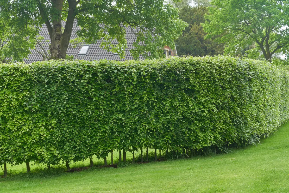 Hainbuchenhecke