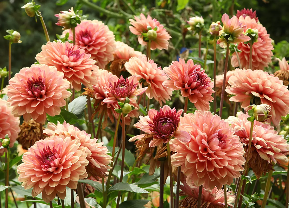Garten im September: Orangefarbene Pompondahlienblüten. Foto: AdobeStock_hcast