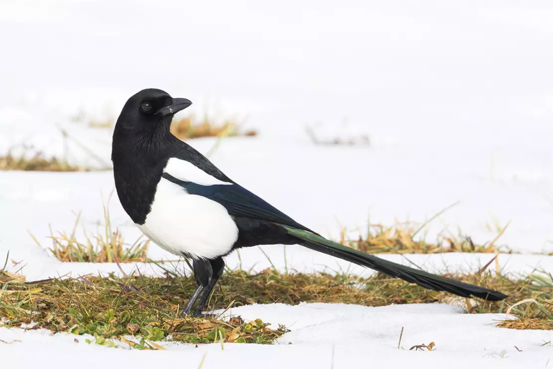 Elster auf verschneitem Rasen [Foto: AdobeStock_AGAMI]