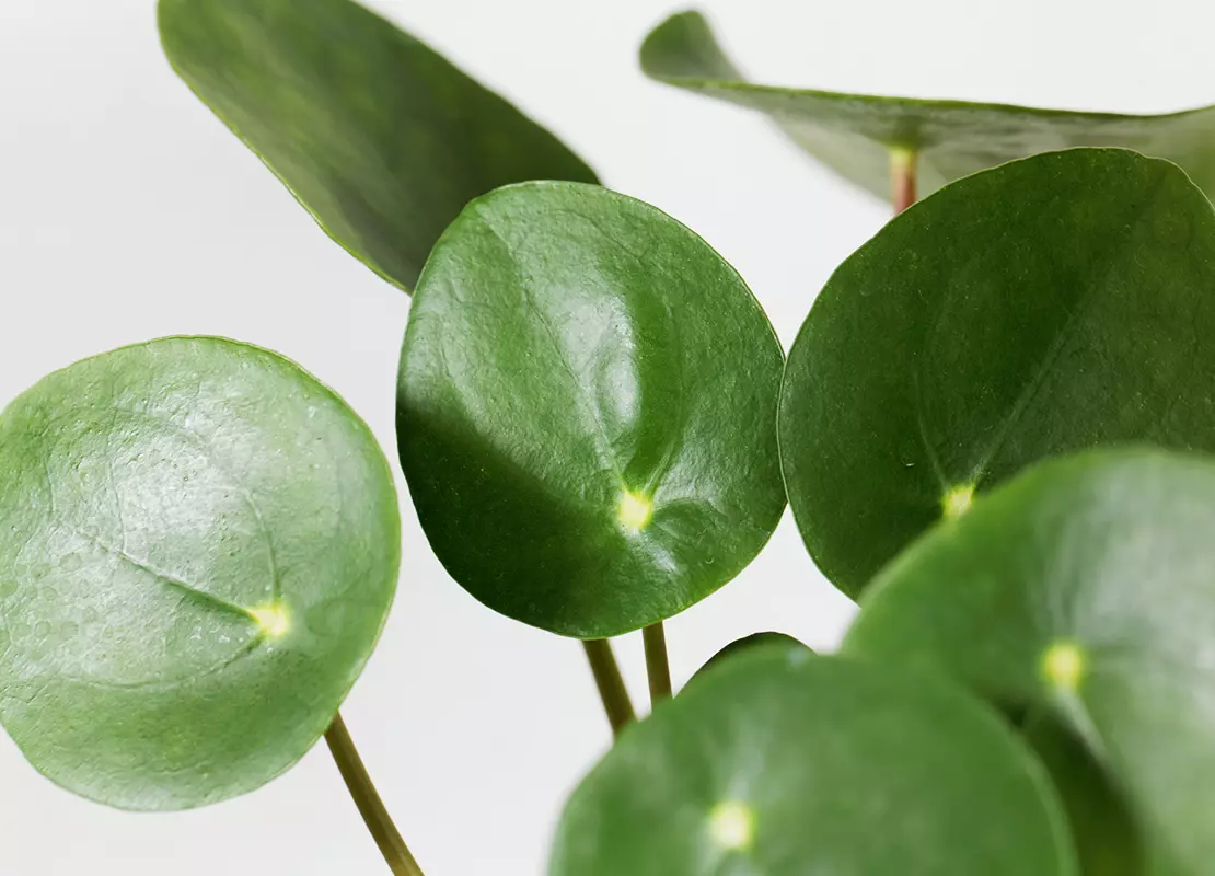 Pflegeleichte Zimmerpflanzen für Anfänger Foto: AdobeStock_ChrWeiss