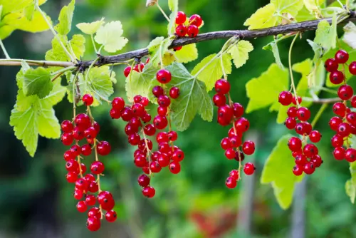 Rote Johannisbeeren