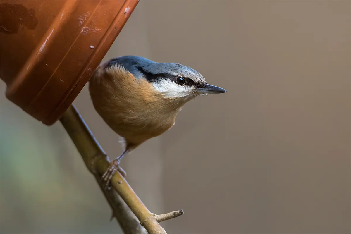 Vogelfutter dekorativ [Foto: AdobeStock_Rolf Müller]