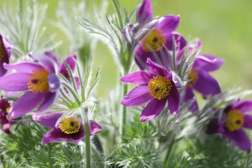 Mehrere violette Kuhschellen in voller Blüte, mit leuchtend gelben Staubblättern. Die grünen, gefiederten Blätter und Stängel sind mit feinen weißen Härchen überzogen. Die Blumen stehen in einem dichten Büschel mit unscharfem, grünem Hintergrund.