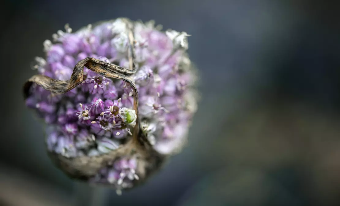 Die typische Blüte des Porrees ist ein bezaubernder Blickfang. [Foto: iStock_fermate]