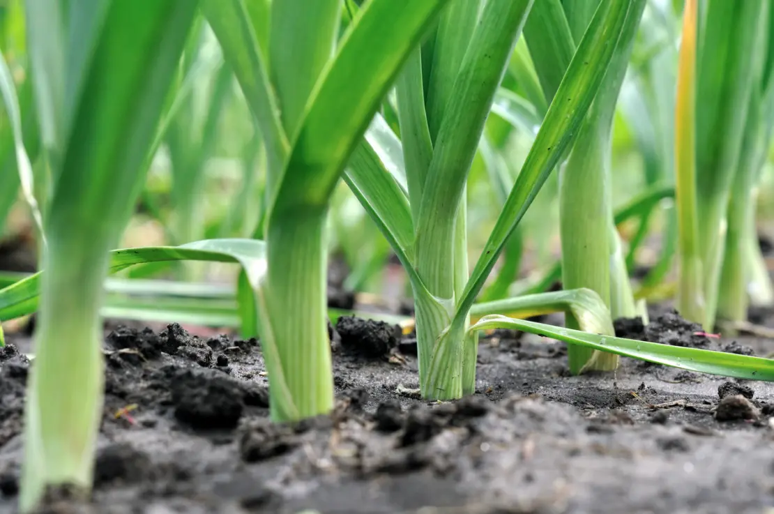 Diese Porreepflanzen haben sich im Beet gut entwickelt.  [Foto: iStock_YuriyS]