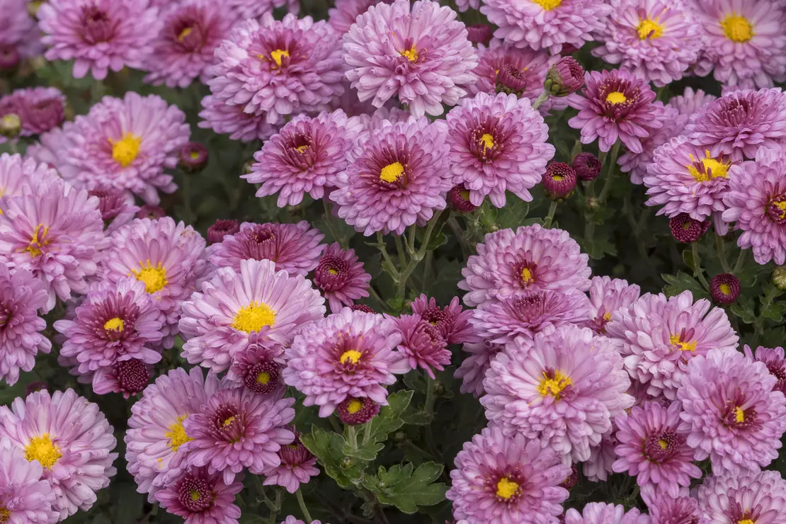 Die Sorte ‘Anastasia‘ zeigt rosaviolette Pomponblüten. Foto: AdobeStock_Marc