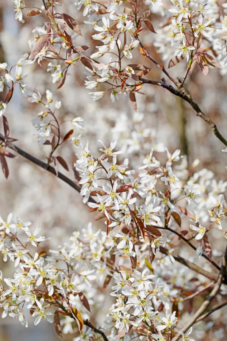Felsenbirne schneiden: AdobeStock_M. Schuppich