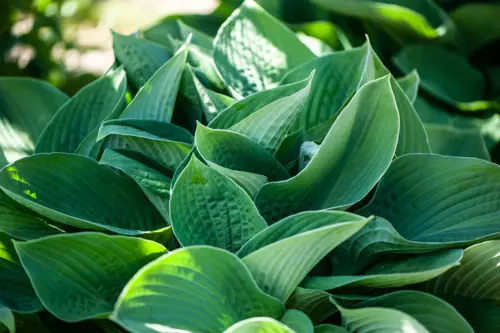 Hosta pflanzen Foto: AdobeStock_Mariana