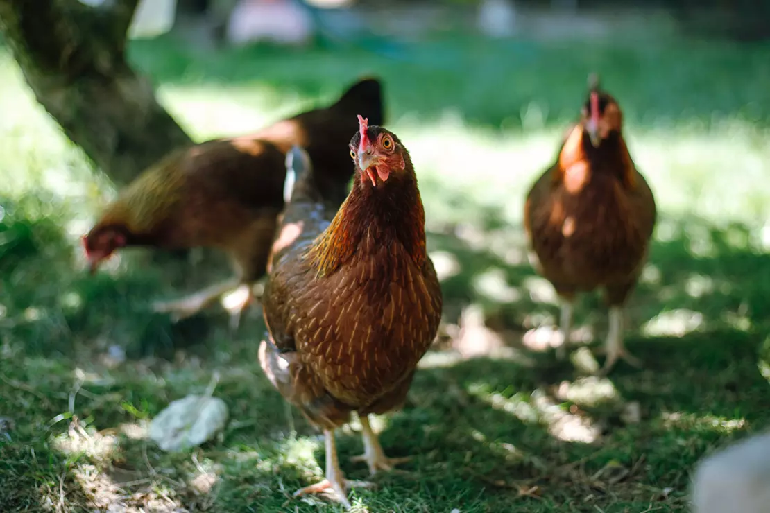 Huehner im Garten halten Foto: AdobeStock_Katrin-Friedl-