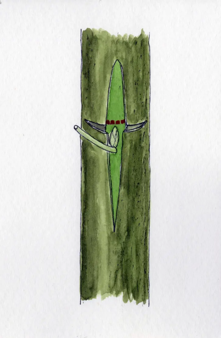 Bäume veredeln Illustration: © GartenFlora/Klaus-Dieter Röding 