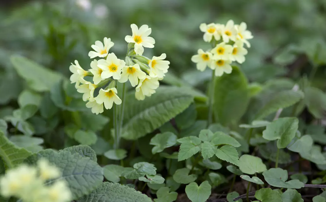 Der Himmelsschlüssel ist ein bezaubernder Frühlingsbote. Foto: iStock_anjajuli