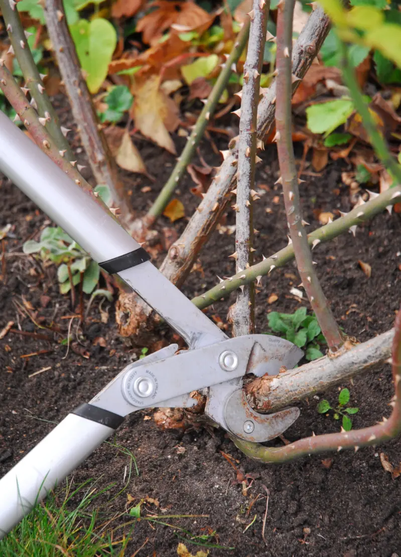 Vergreiste Äste werden am Ansatz herausgenommen. Foto: © GartenFlora/Saskia Richter