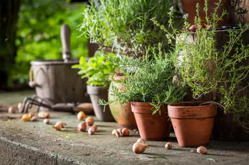 Gartenkräuter Foto: AdobeStock_Shaiith