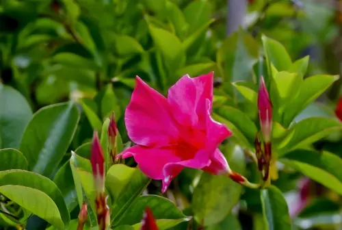 Dipladenia