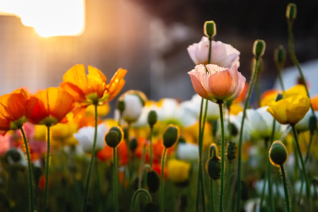 Mohn Foto: AdobeStock_torjrtrx