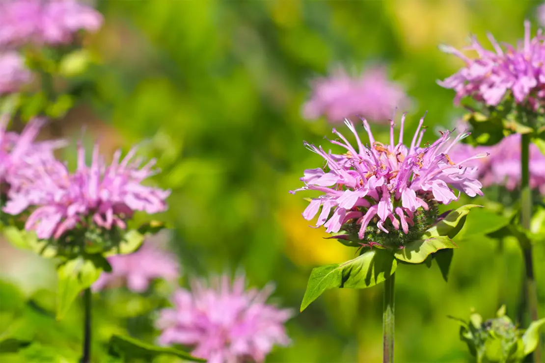 Teekraeuter Foto: AdobeStock_ANGHI