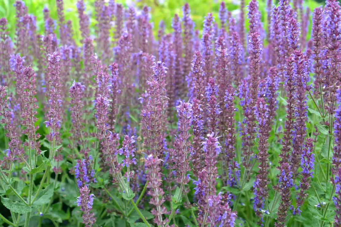 Die altbewährte Sorte ‘Ostfriesland' zeigt violettblaue Blüten. Foto: AdobeStock_vodolej