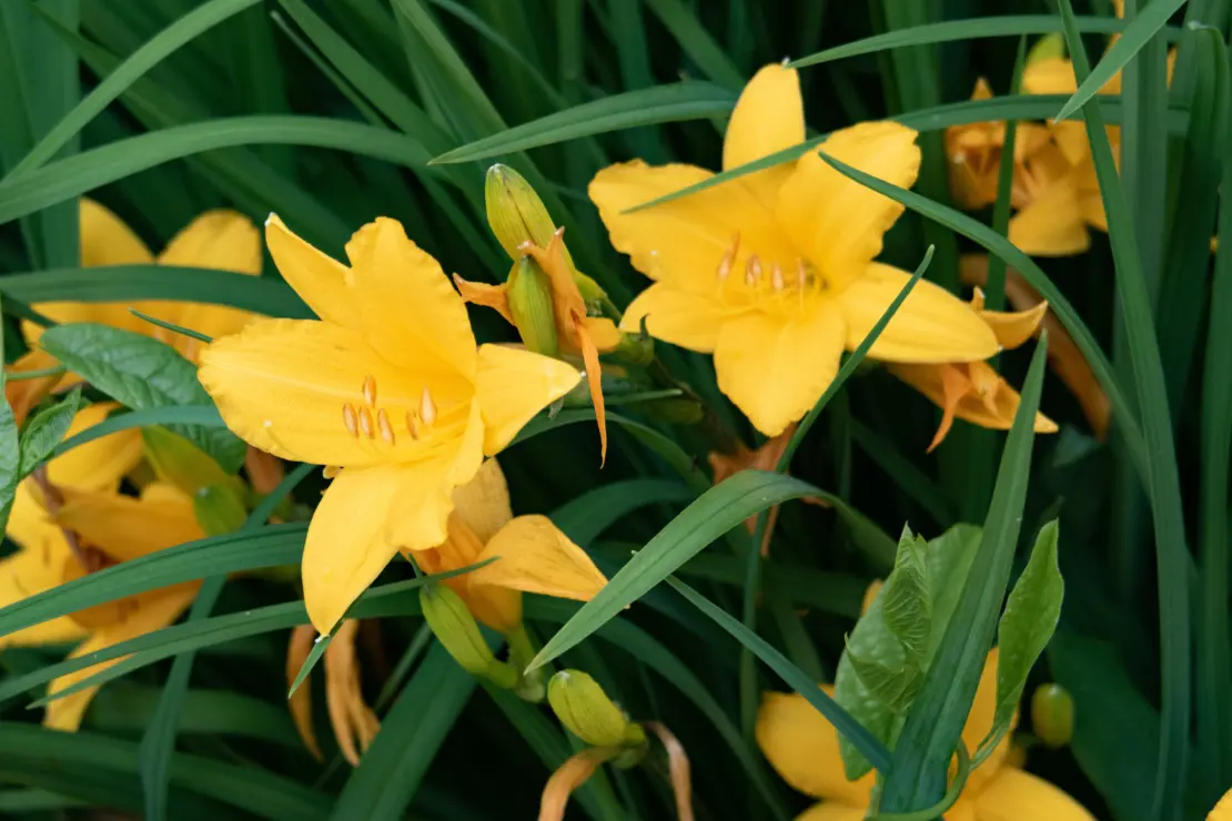 Hemerocallis citrina hat einen wildhaften Charakter und verströmt einen starken Zitrusduft. Foto: AdobeStock_Aleksandr