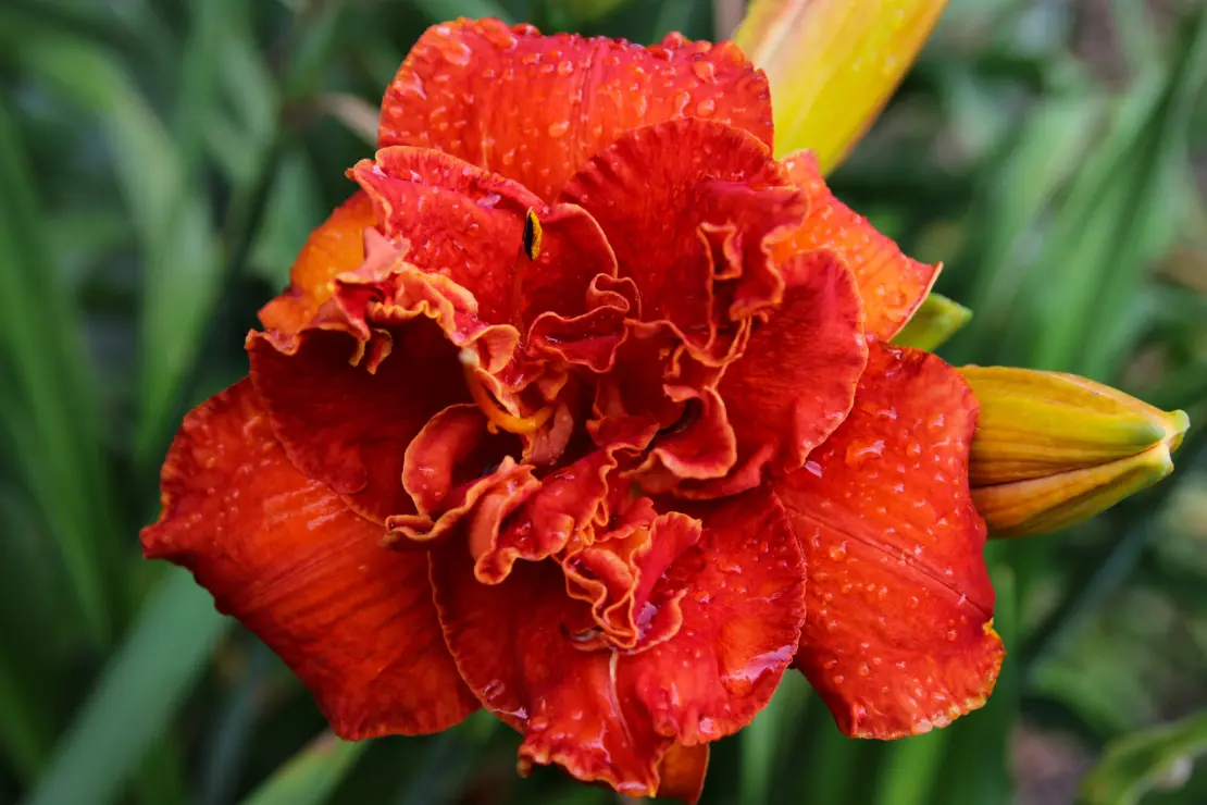 Die Sorte ‘Moses Fire' beeindruckt mit gefüllten Blüten. Foto: AdobeStock_ besklubova