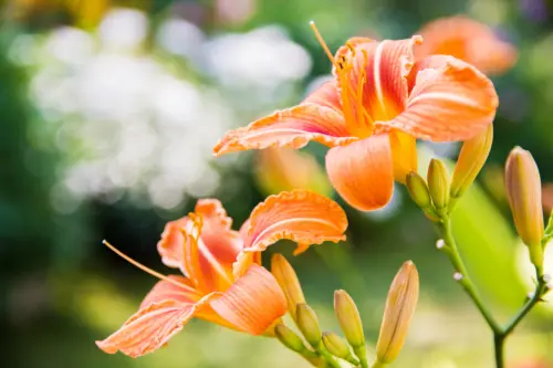 Zwei große, orangefarbene Blüten. der Taglilien. Foto: AdobeStock_Дмитрий Березнев