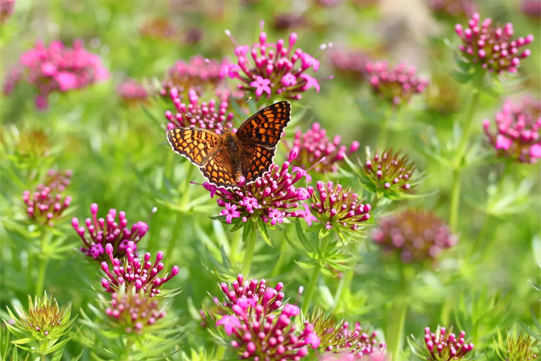insektenfreundliche Beete Foto: AdobeStock_Nelly