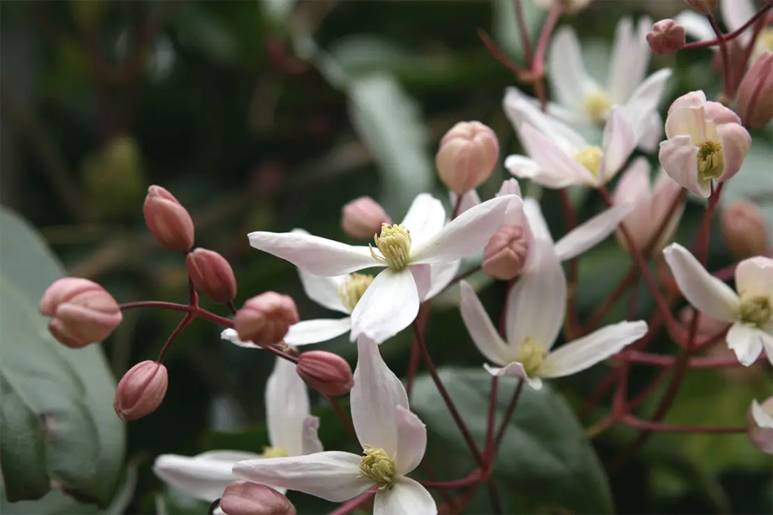 Diese Clematis armandii macht sich gut als Pflanze für den Wintergarten Foto: AdobeStock_Alison Bowden