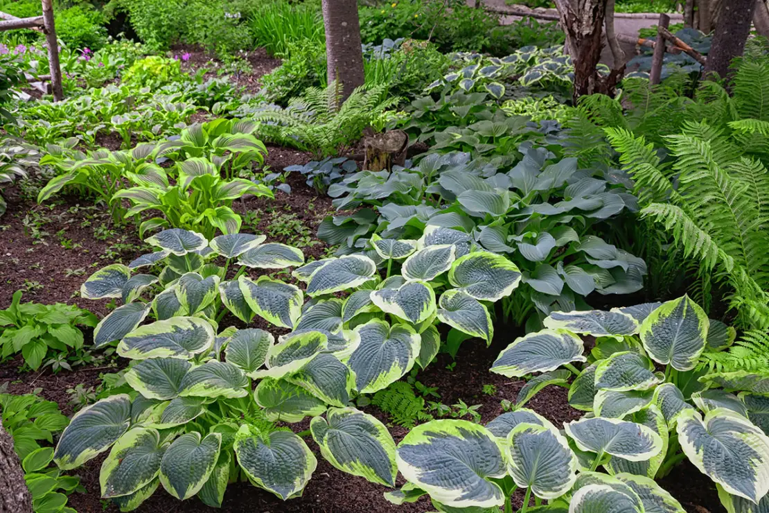 Farnarten neben Funktien Foto: AdobeStock_V. J. Matthew