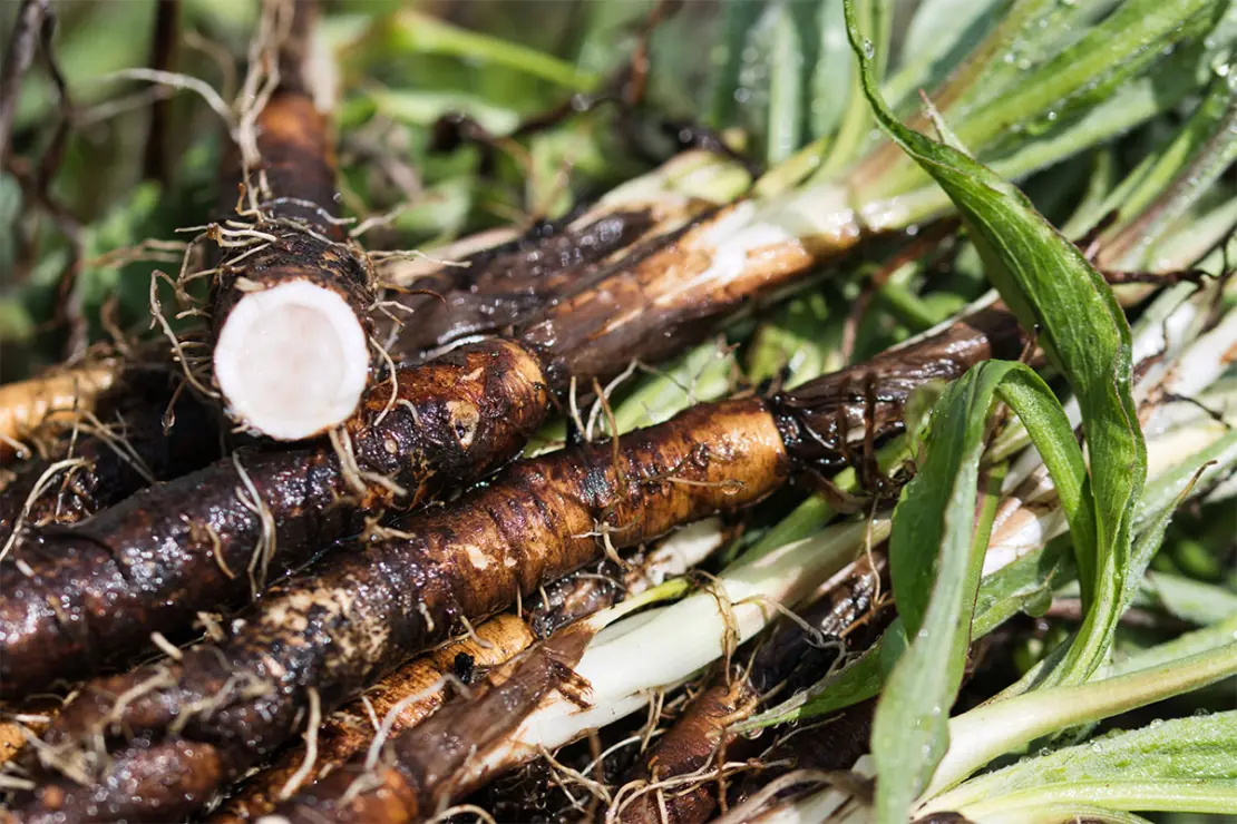 Geerntete Schwarzwurzeln Foto: AdobeStock_Ewa