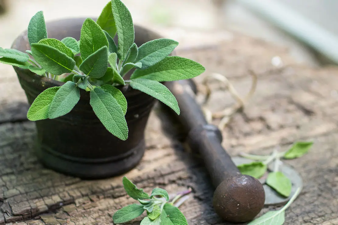 Frische Salbeiblätter in Mörser. Foto: AdobeStock_la_vanda