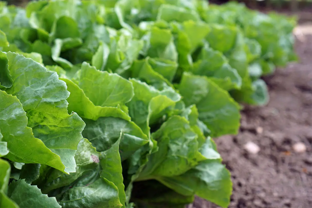 Wintersalat im Beet Foto: AdobeStock_vintage