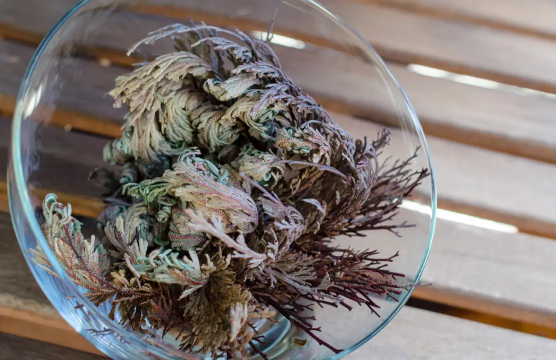 Selaginella lepidophylla, der Moosfarn, breitet sich in einer Schale aus. [Foto: iStock_Annetka]
