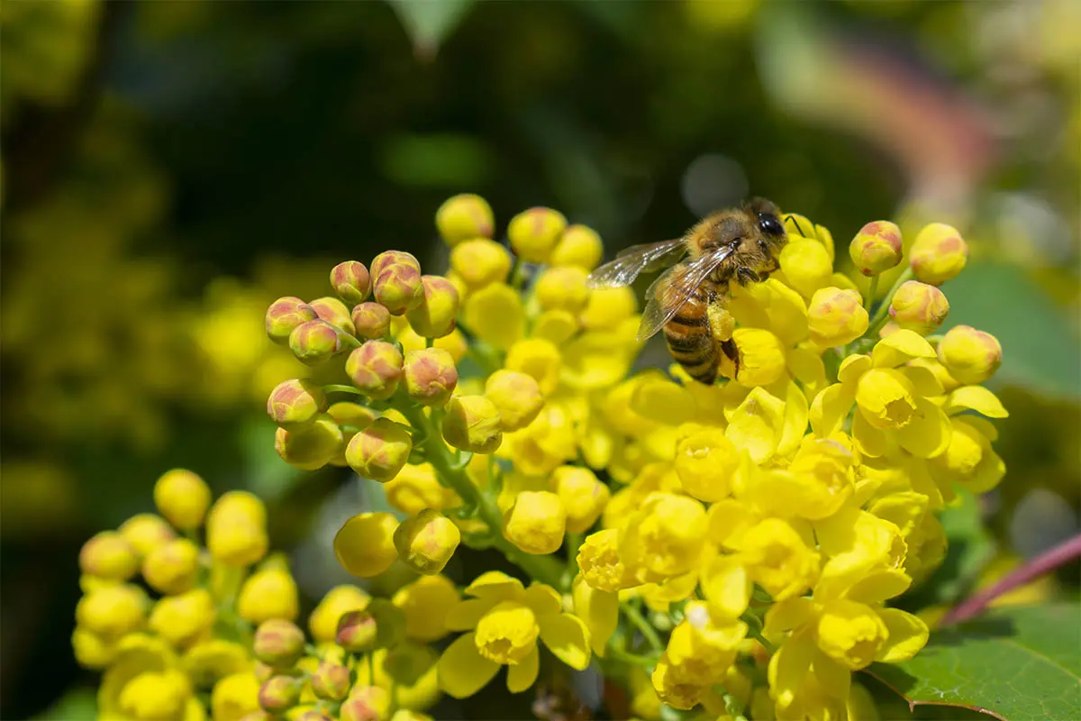 Biene sitzt auf den sattgelben, geöffneten Blüten der Mahonie.