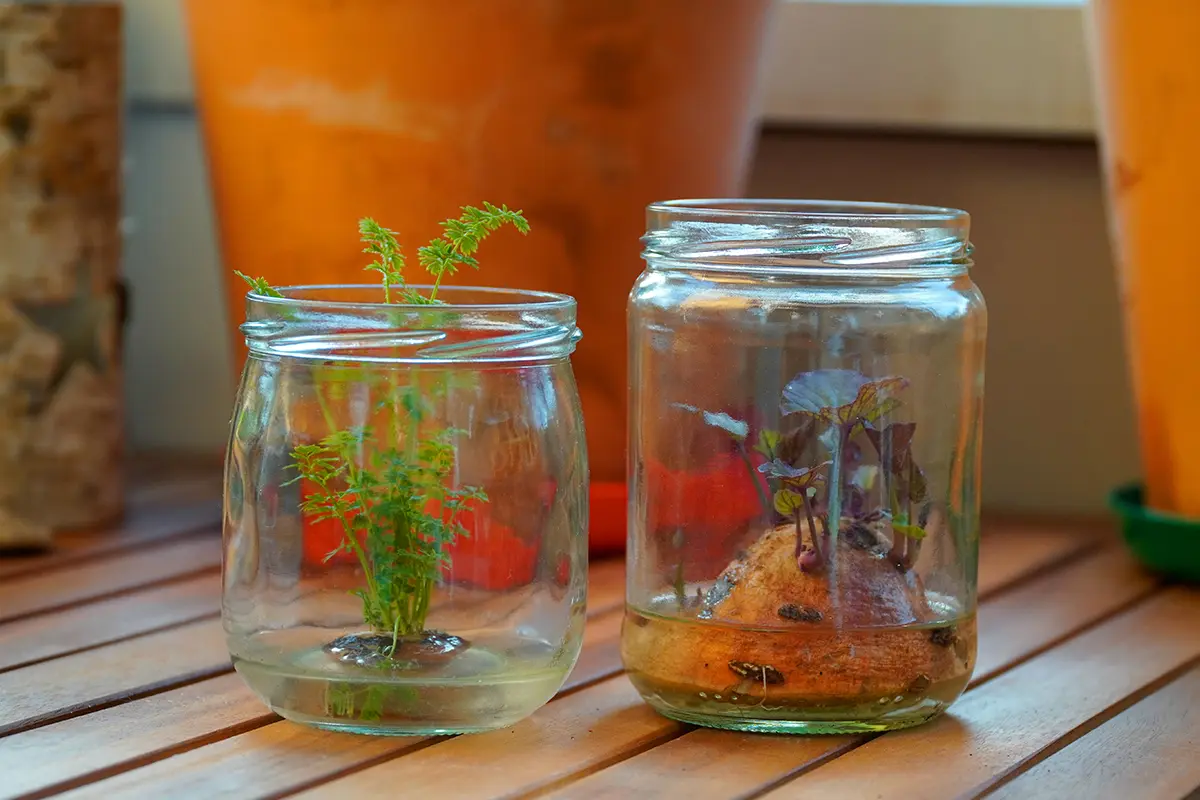 Regrowing von Karotte und Süßkartoffel Foto: AdobeStock_Rabovski.de