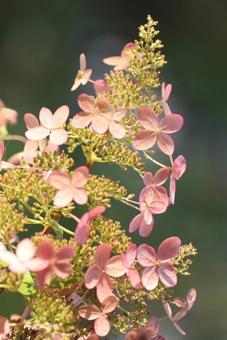 Nahaufnahme einer rosafarbenen Blüte der Rispenhortensie. Foto: AdobeStock_SusaZoom
