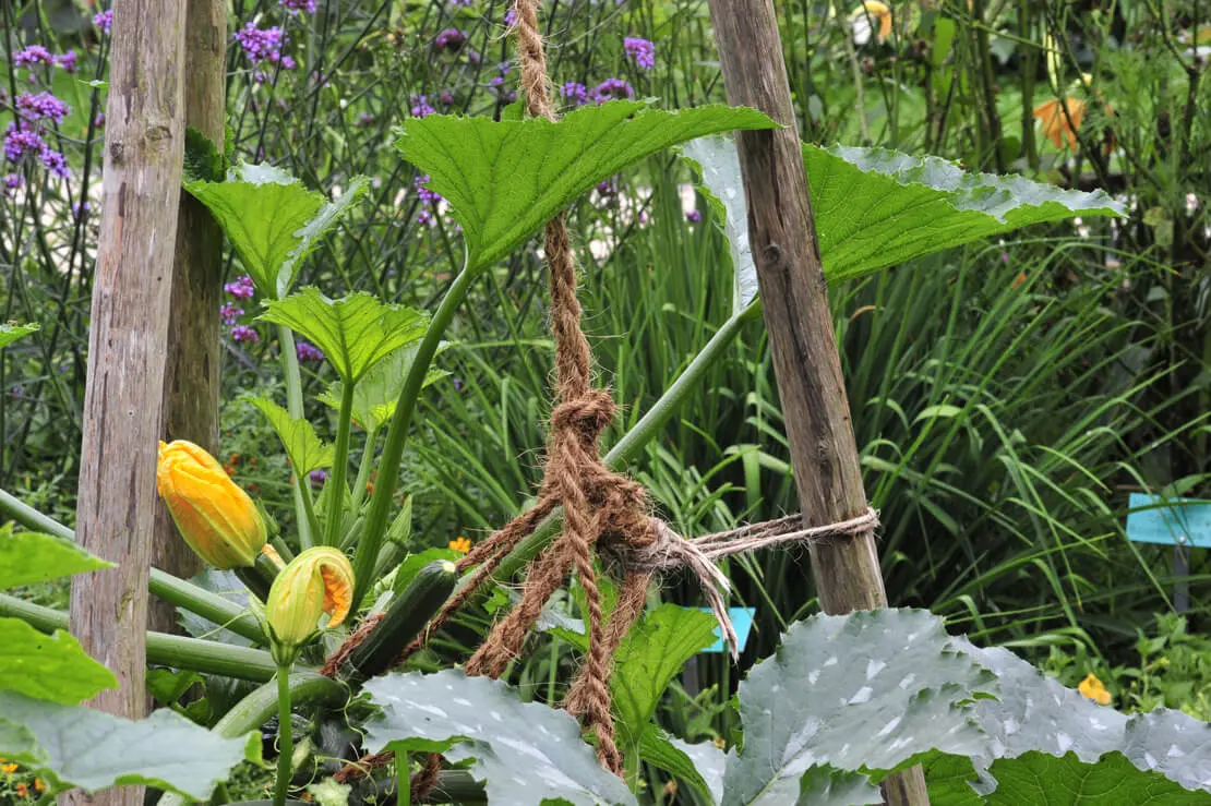 Zucchini rankt sich an einem Juteseil hoch