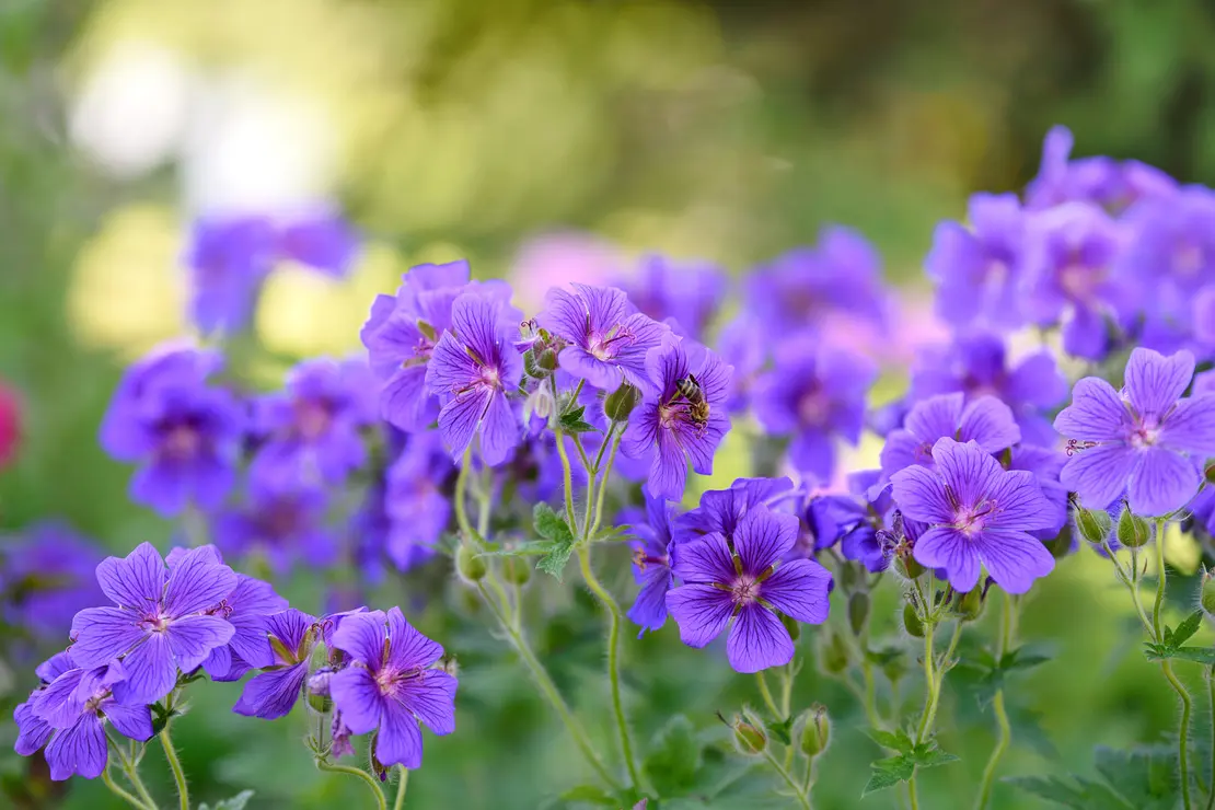 Blauviolett blühender Storchschnabel. Foto: AdobeStock_WDnet Studio