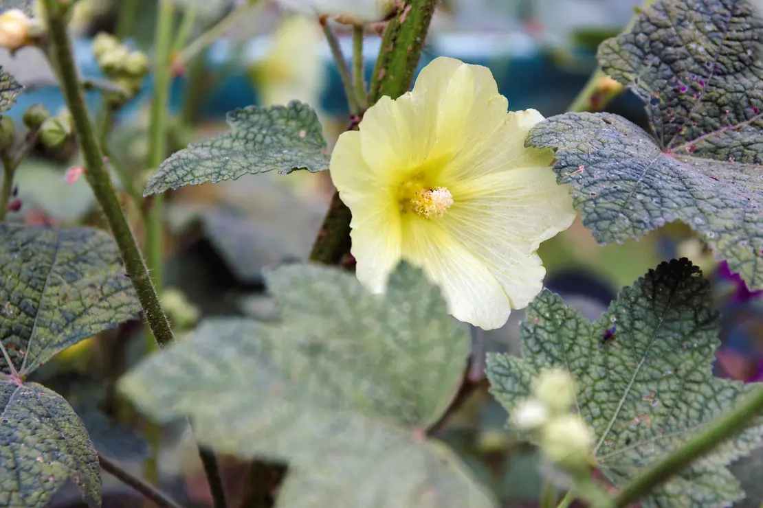 Dauerblüher: Hellgelbe Blüte an Stockrose. Foto: AdobeStock_Dauerblüher. Foto: AdobeStock_kristina rütten