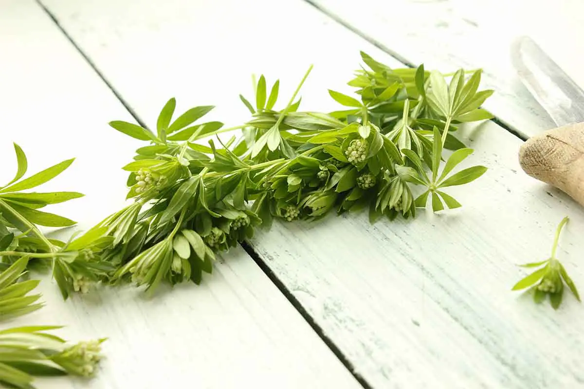 Frisch geernteter Waldmeister liegt auf einem weißen, rustikalen Dielen-Tisch. [Foto: AdobeStock_eflstudioart]